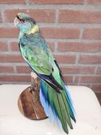 Prachtige barnard parkiet Taxidermie volledige montage -, Nieuw