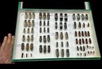 World Beetles Elateridae Collection (39x26 cm) - Diorama, Verzamelen, Nieuw
