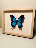 Vlinder Taxidermie wandmontage - Papilio ulysses - 190 mm -, Verzamelen, Dierenverzamelingen, Nieuw