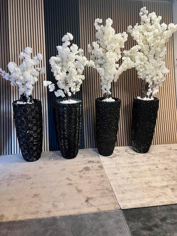 Luxe hoge schelpenvazen,schelpvazen in alle kleuren. beschikbaar voor biedingen