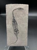 Zeereptiel - Fossiele matrix - Keichousaurus sp. - 16 cm -