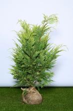 Cipres - Gele Californische ‘Ivonne’ 60 t/m 200cm