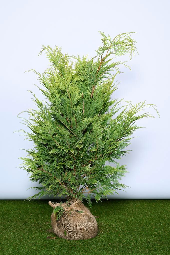 Cipres - Gele Californische ‘Ivonne’ 60 t/m 200cm, Tuin en Terras, Planten | Struiken en Hagen