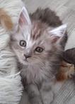 Te koop raszuivere maincoon kittens poesjes en katers