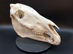Burchell-zebra Schedel van een zoogdier - Equus quagga, Nieuw