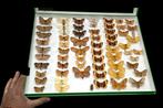 Monster large Paléartique Butterflies Collection (60x40 cm), Antiek en Kunst
