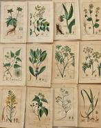 Francois Pierre Chaumeton / Ernestine Panckoucke - Lot with, Antiek en Kunst, Antiek | Boeken en Bijbels