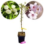 amandelboom Prunus dulcis Ferragnes + Pot 23cm, Tuin en Terras, Verzenden, Volle zon