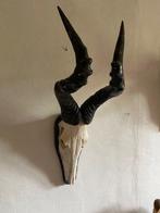 Hartenbeest Schedel van een zoogdier - Alcelaphus buselaplus, Nieuw