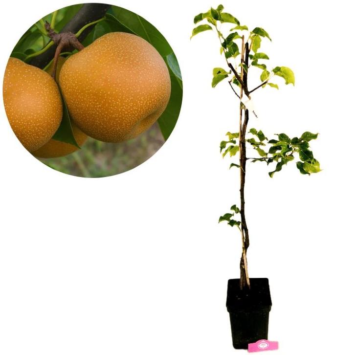 Pyrus pyrifolia Chojuro + pot 23cm, Tuin en Terras, Planten | Fruitbomen, Volle zon, Verzenden