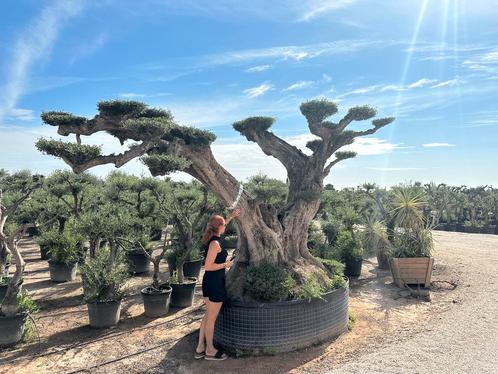 Olijfbomen te koop voor strandtent, beachclub, restaurant!!!, Tuin en Terras, Planten | Bomen, Olijfboom, Volle zon, In pot, 100 tot 250 cm
