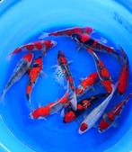 Ikarashi Ozumi  36-42 cm (Japanse Koi), Dieren en Toebehoren, Vissen | Vijvervissen, Karper of Koi