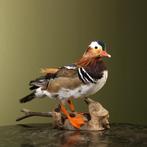 Mandarijneend Taxidermie Opgezette Dieren By Max, Ophalen of Verzenden, Nieuw, Vogel, Opgezet dier