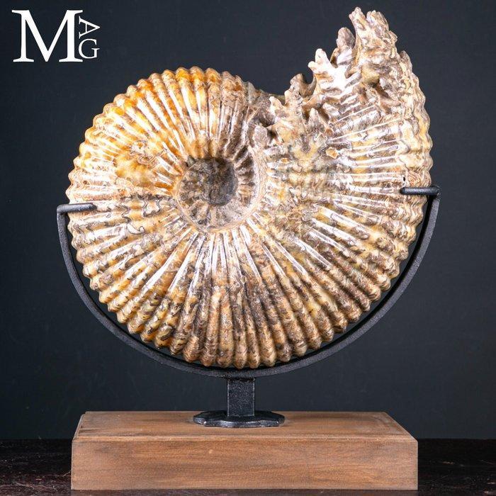 Prachtig fossiel exemplaar Douvilleiceras Mammillatum –, Antiek en Kunst, Curiosa en Brocante