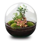DIY Planten terrarium tweedelig bolglas - Dome XL Bonsai - Ø, Tuin en Terras, Verzenden