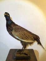 Fazant Taxidermie volledige montage - phasianus colchicus -, Nieuw