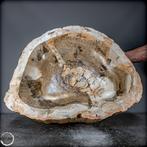 Natuurlijke grote 67,8 kg versteende houten kom uit