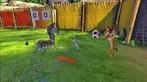 Madagascar 2 platinum (ps2 tweedehands game), Spelcomputers en Games, Games | Sony PlayStation 2, Ophalen of Verzenden, Zo goed als nieuw