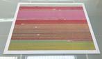 Bernhard Lang - AV_Tulip_Fields_035 - XXL
