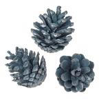 Oostenrijker denneappel pinus nigra blue wash 6 st! zeer, Hobby en Vrije tijd, Knutselen, Ophalen of Verzenden, Nieuw