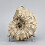 Ammoniet - Gefossiliseerd dier - Douvilleiceras inaequinodum