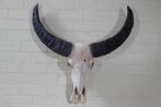 Australian Water Buffalo Schedel - Bubalus bubalis - 21 cm -, Verzamelen, Dierenverzamelingen, Nieuw