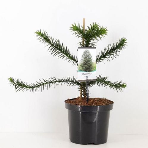 Araucaria araucana 45 cm, Tuin en Terras, Planten | Tuinplanten, Verzenden