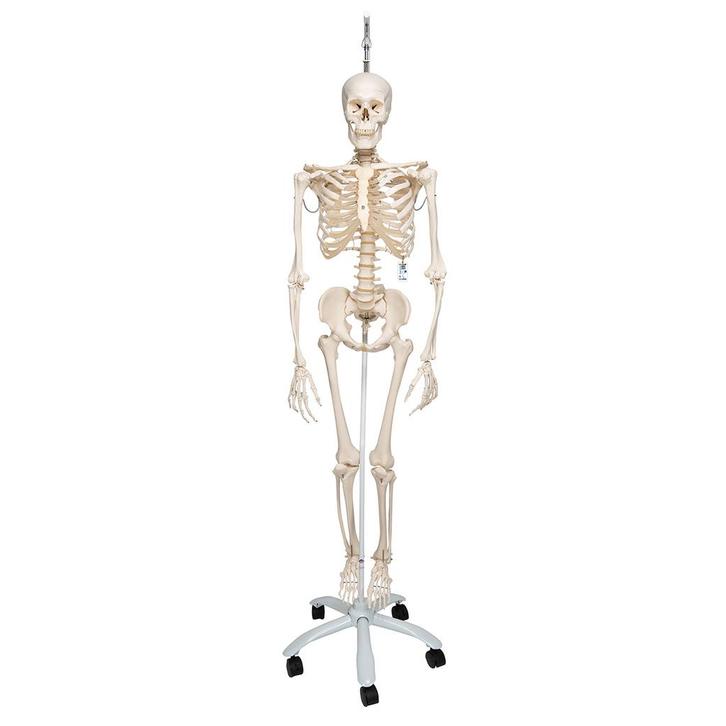 Anatomie model menselijk skelet, hangend, flexibel, 177...., Sport en Fitness, Massageproducten