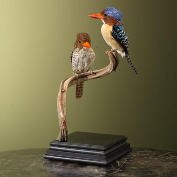 IJsvogel Taxidermie volledige montage - Lacedo pulchella - beschikbaar voor biedingen