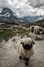 Vlies fotobehang Schapen in de bergen -, Verzenden