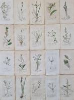 James Sowerby - 20 deels handgekleurde lithos o.a. kleine