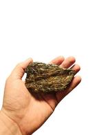 Triceratops Frill - Fossiel bot