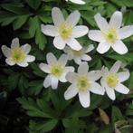 Anemone nemerosa - Potmaat 9x9 cm, Tuin en Terras, Planten | Tuinplanten, Ophalen of Verzenden