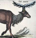 Matthäus Merian (1593-1650) - hand coloured folio, Moose,