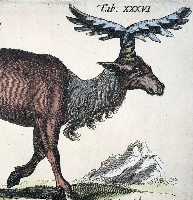 Matthäus Merian (1593-1650) - hand coloured folio, Moose,, Antiek en Kunst, Antiek | Boeken en Bijbels