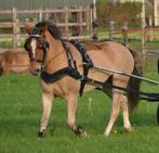 Ideal Equestrian mentuigen minishetlanderpony tot trekpaard, Dieren en Toebehoren, Nieuw, Overige soorten