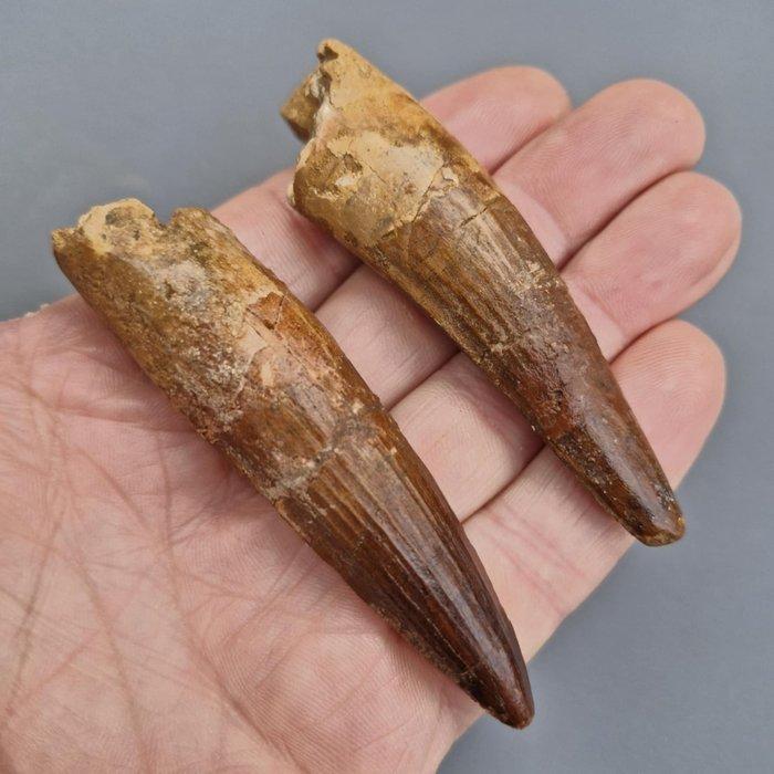 Dinosaurus - Fossiele tanden - Spinosaurus aegyptiacus - 85, Verzamelen, Mineralen en Fossielen