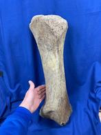 Indrukwekkende zeer grote tibia (scheenbeen) van een woolly