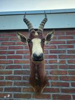 Blesbok Taxidermie wandmontage - Damaliscus Pygargus, Verzamelen, Nieuw