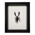 Schorpioen Taxidermie volledige montage - Heterometrus, Nieuw