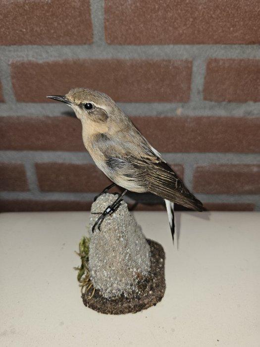 isabel tapuit Taxidermie volledige montage - Oenanthe, Verzamelen, Dierenverzamelingen