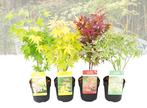 Set van 4 prachtig kleurrijke Japanse Esdoorns, Tuin en Terras, Planten | Bomen, Verzenden
