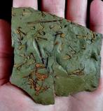 Oorspronkelijk mysterieus zee-ei, Eocrinoidea -
