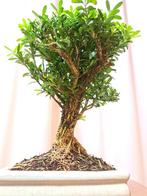 Buxus Harlandii bonsai in bonsaischaal - Hoogte (boom): 19, Antiek en Kunst