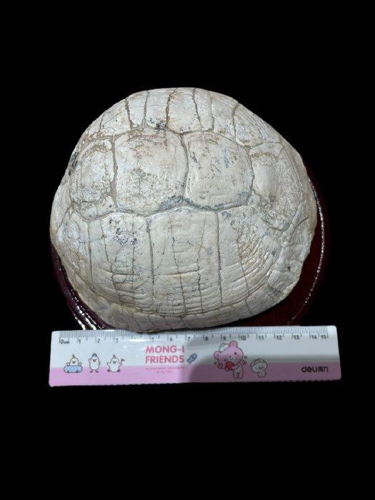 integral - Gefossiliseerd dier - Tortoise - 15 cm, Verzamelen, Mineralen en Fossielen