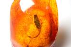 Beeld, Scorpio Taxidermy Statue - 7.5 cm - Steen, Nieuw