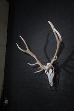 Large Red Stag Trophy Schedel - Cervus elaphus - 60 cm - 120, Nieuw