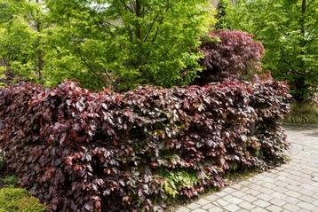 Beuk / Rode beukenhaag Fagus Sylvatica Atropunicea Haag beschikbaar voor biedingen