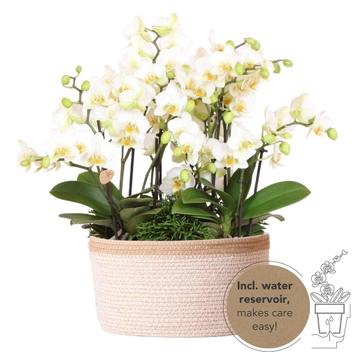Kolibri Orchids | witte plantenset in Cotton Basket incl. wa beschikbaar voor biedingen