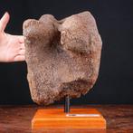 Exclusief fossielmonster - Wollige Mammoet - Fossiel dijbeen